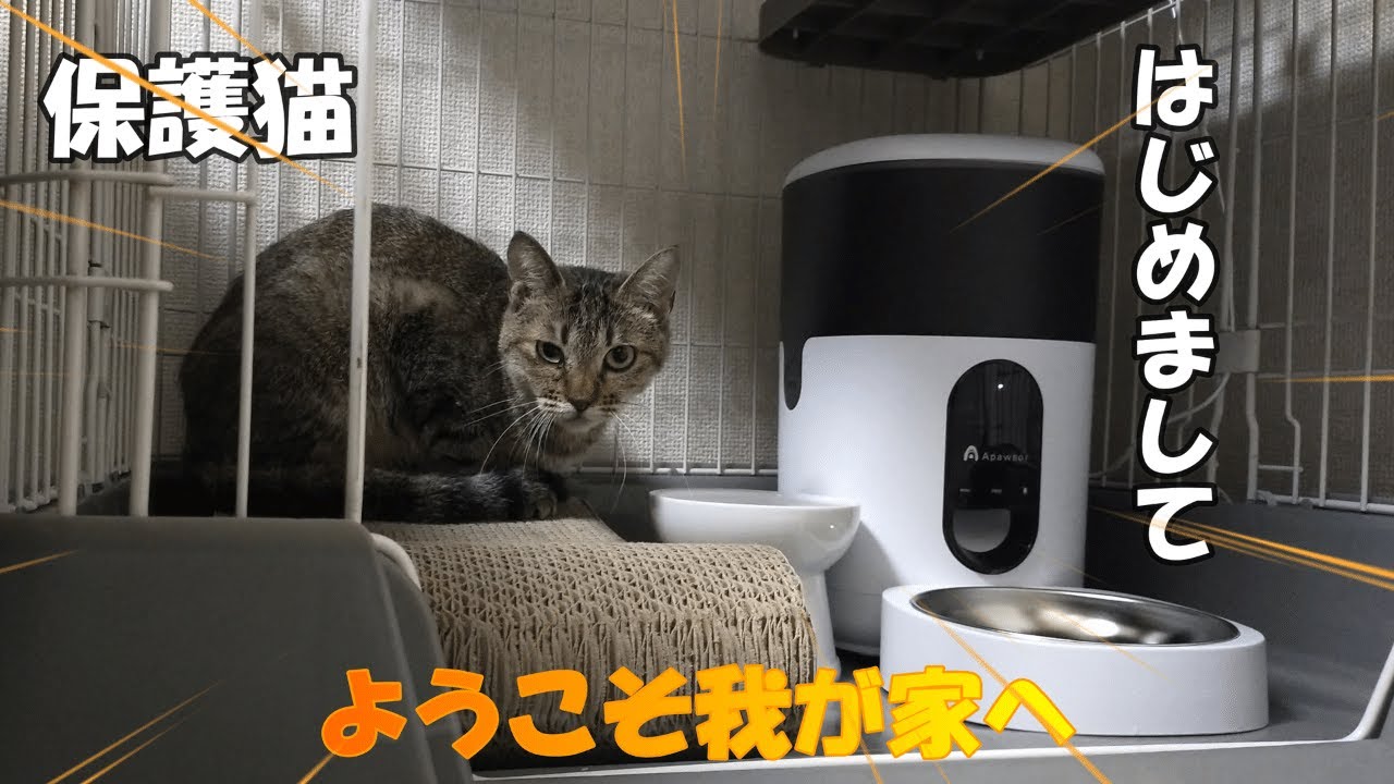 トライアル決定！！我が家に保護猫が来ました【トライアル初日】＃１