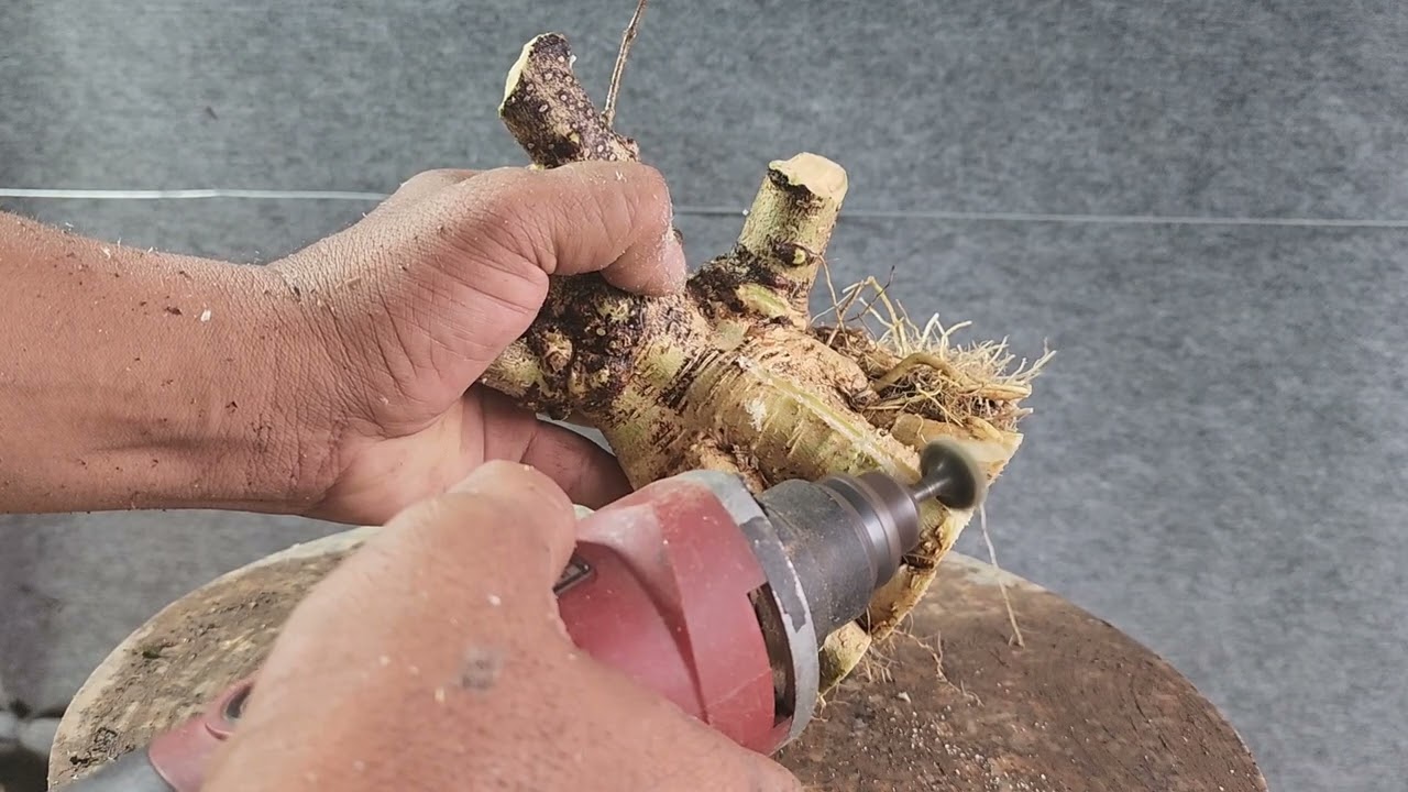 Làm phôi chia sẻ bà con | Bonsai Và Sáng Tạo