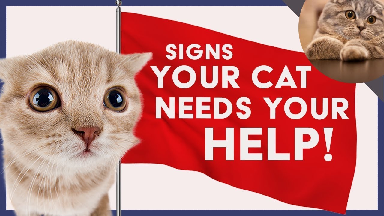 This Is How Cats Ask You for Help&hellip; But You Probably Never Noticed It 😿