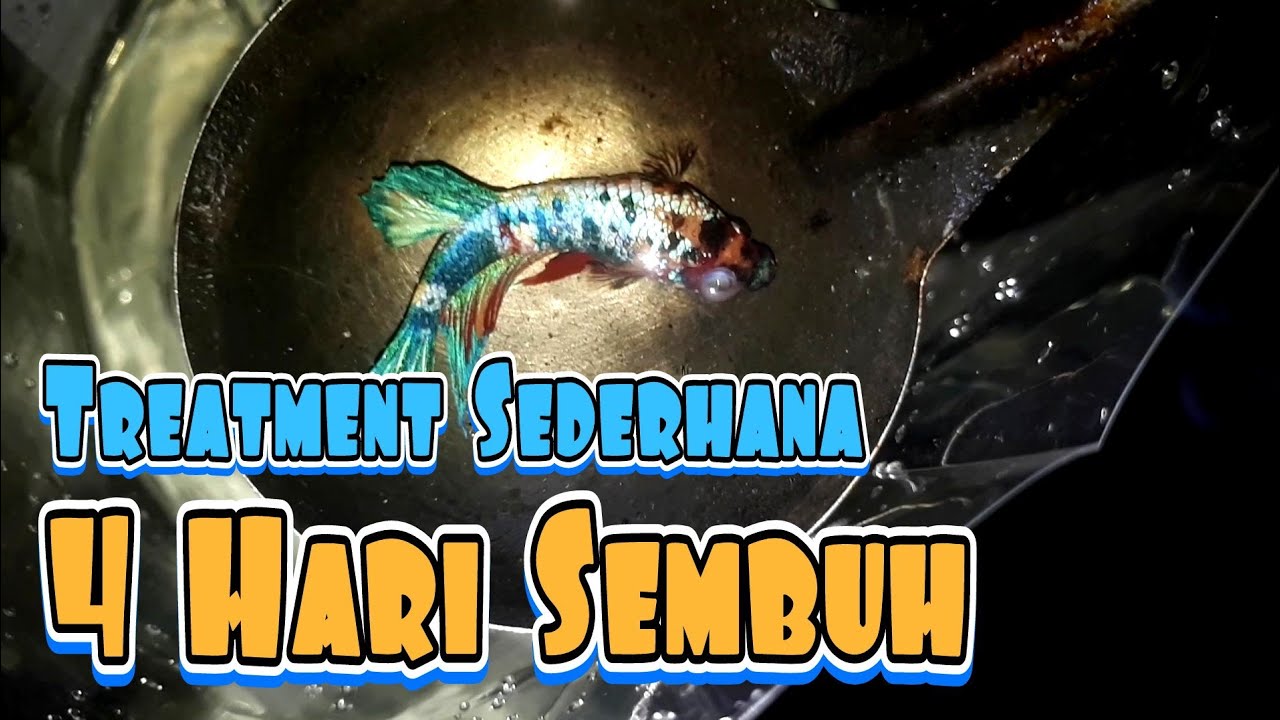 Treatment Sederhana Menyembuhkan Ikan Cupang Terkena Pop-Eye (Mata Bengkak)