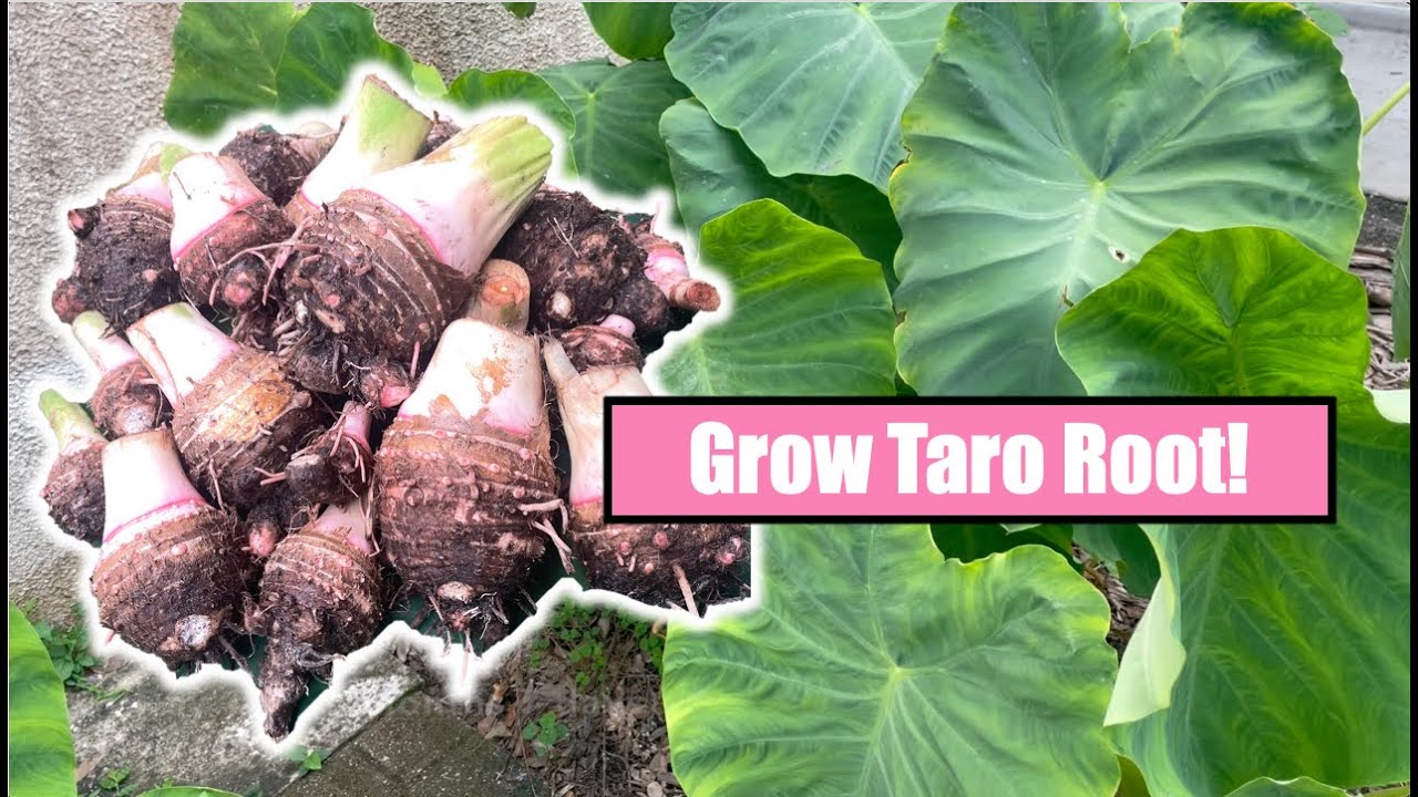 Easy Guide: How to Grow Taro Root