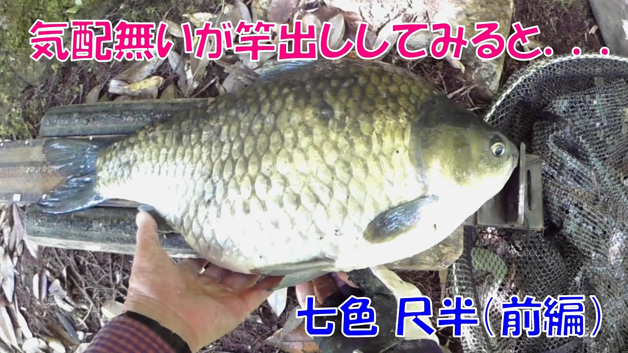 ボーズ続きのダムで思わぬ釣果を上げるヘラ師［七色ダム編５A］