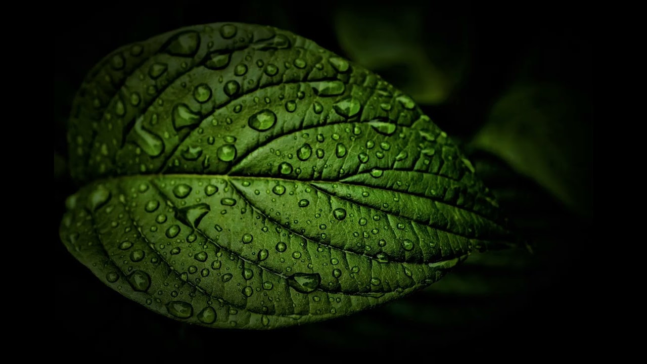 Listen to the rain on the forest trails, relax, reduce anxiety, and sleep soundly.