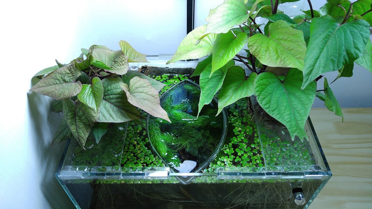 Ep.2 Sweet Potato Betta Tank (New Wild Betta) - No filter, No CO2, NO ferts 4.5 Gallon Nano Tank