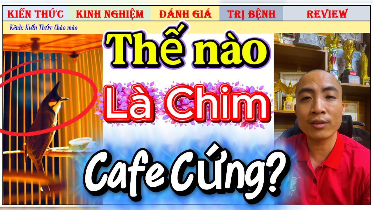Như thế nào được gọi là Chim cà phê cứng, +12 Giải đáp hay