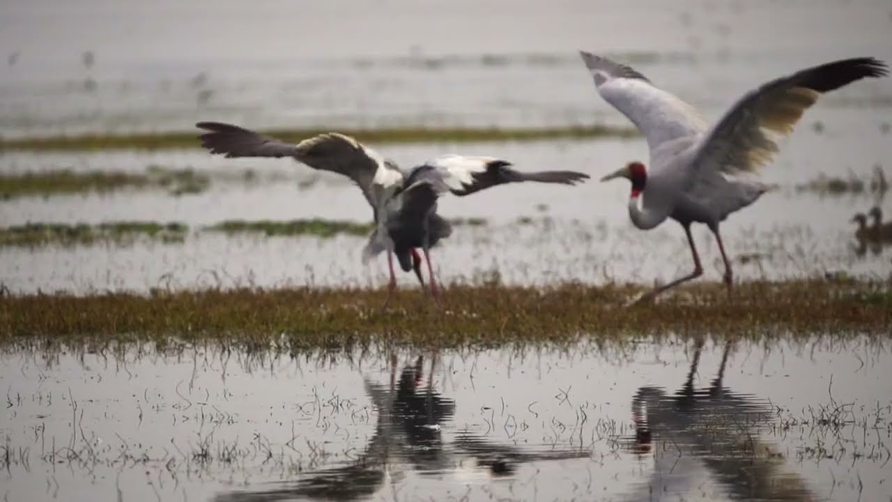 సారస పక్షుల జంట యొక్క ఈ అన్యోన్యత చూడడం కోసం రోజుల తరబడి ఎదురు చూస్తారుట ఫోటోగ్రాఫర్లు