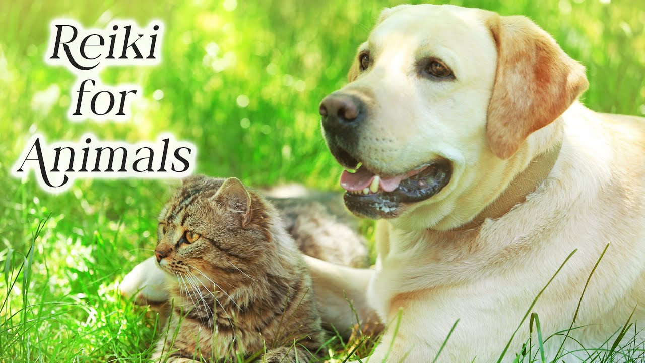 Reiki for Animals and Pets 😻 Learn the many ways to give Animal Reiki 🙏