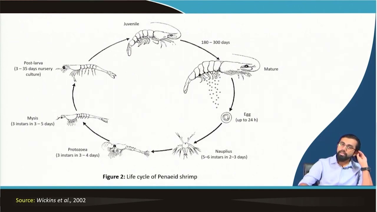 Introduction to shrimp culture