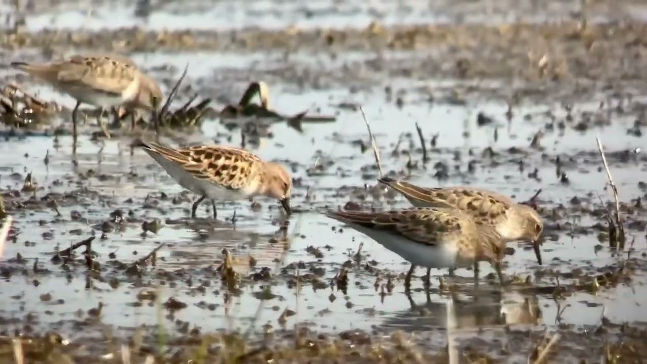 B&eacute;casseau minutes vs B&eacute;casseau de Temminck, Little Stint vs Temminck&rsquo;s Stint, escardines, mai 2024