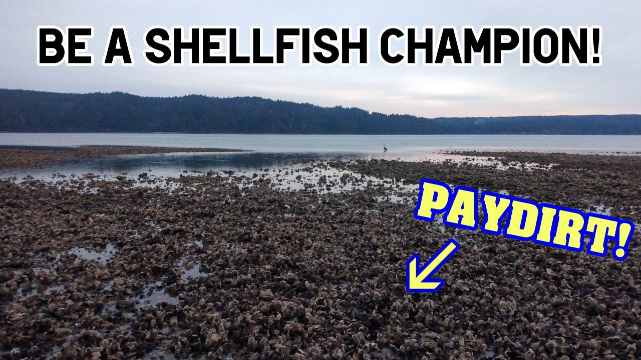 Finding Clam and Oyster Beaches in Washington State