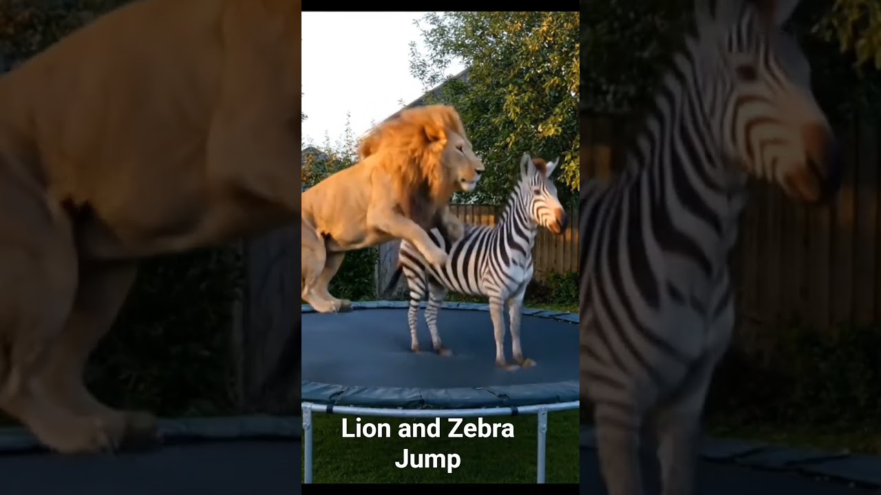 Spotted this lion-zebra trampoline madness🦁🐎 Best backyard vibe? #AnimalViral #TrampolineFun