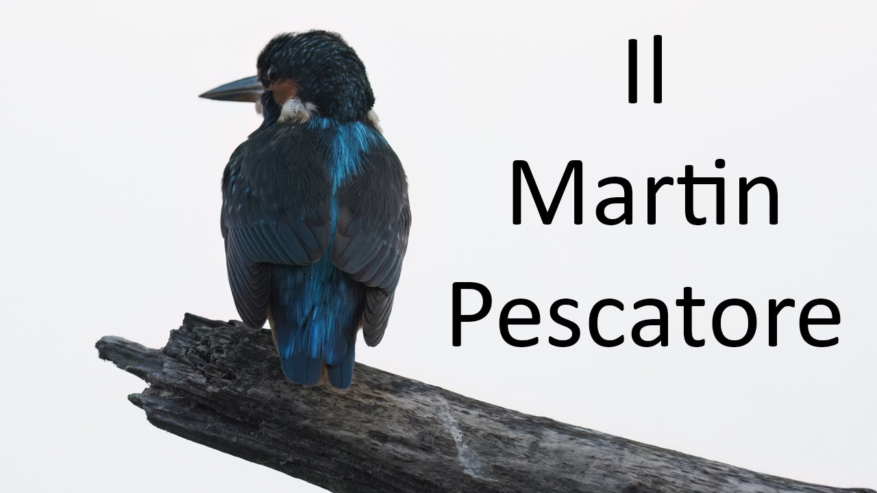 Fotografia naturalistica - Il Martin Pescatore
