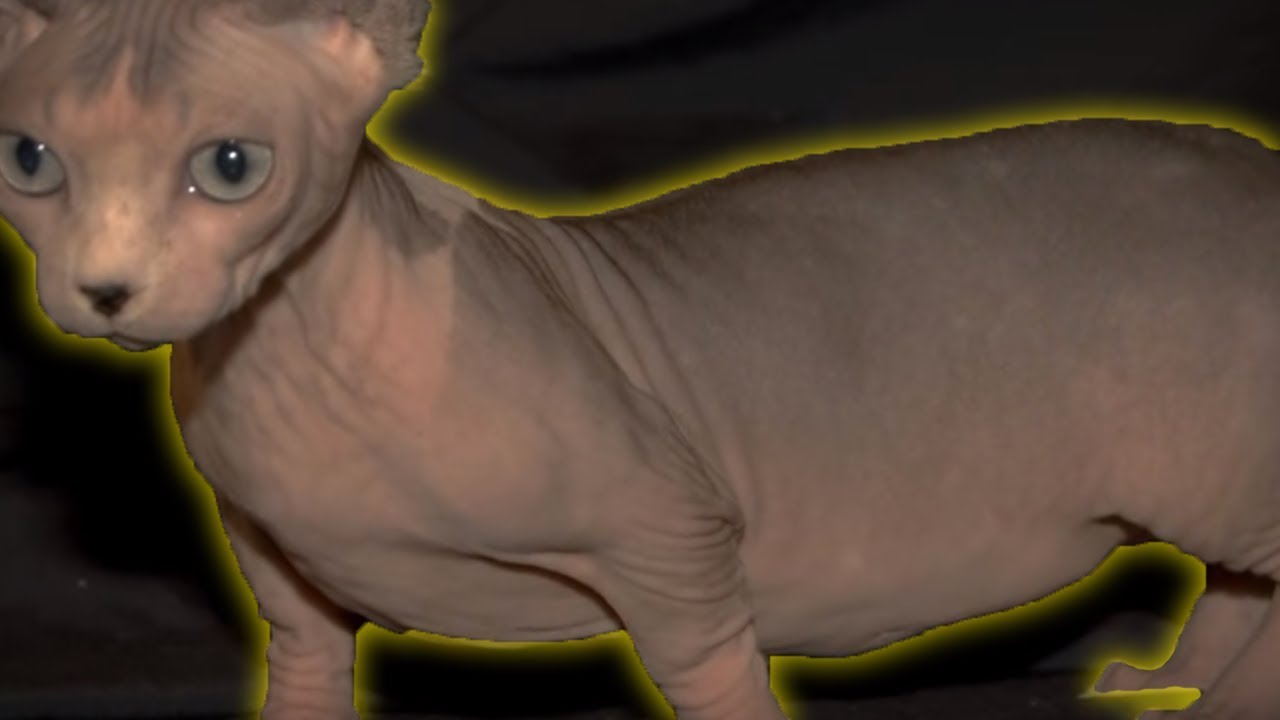5 Weirdest Cat Breeds You Will Ever See!