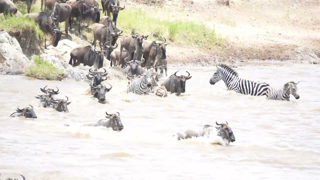 [ヌーの川渡り]Wildebeest and Zebra family-Mara River Crossing-Serengeti