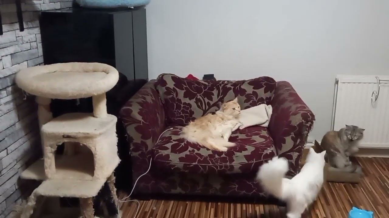 15 February 2026 birds cats