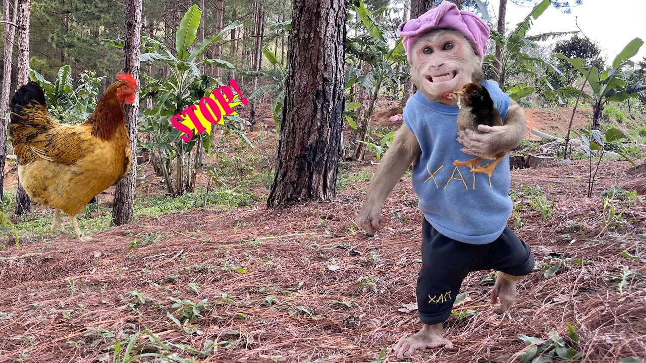 SUPER CUTE! Max secretly playing with the baby chicken despite mother hen's objections