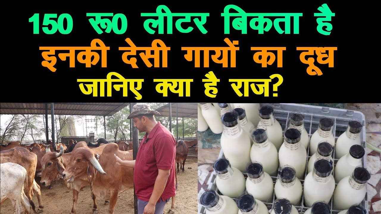 150 रू0 लीटर बिकता इनकी देसी गायों का दूध , Highest rate in Delhi NCR, pure milk organic
