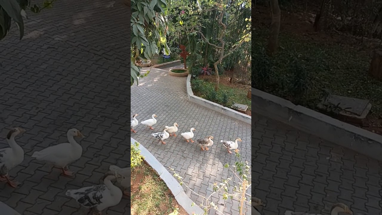 beautiful girls morning walk😂 #viral  #shorts #91stories #india