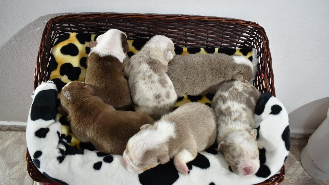 Como Lograr que Agarren la Teta los Cachorros Bebés