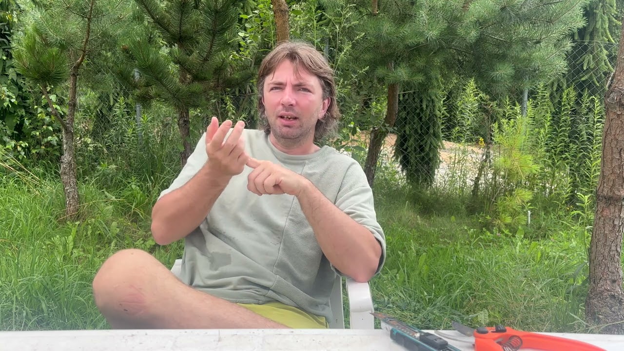 Уход за привитыми хвойными растениями. Удобрение. Борьба с вредителями.