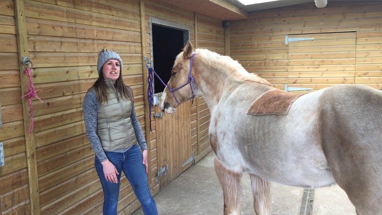 How to perform the Hind Leg Protraction Stretch with your horse