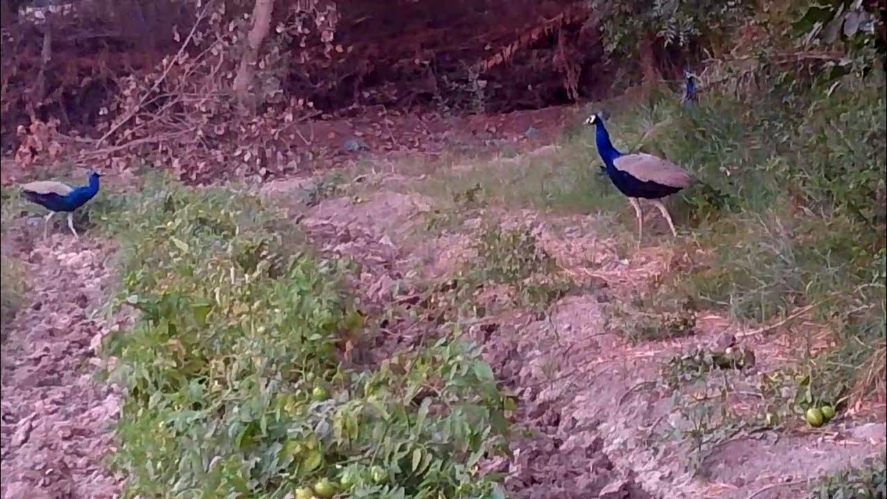 peacocks and male female new vlogs video