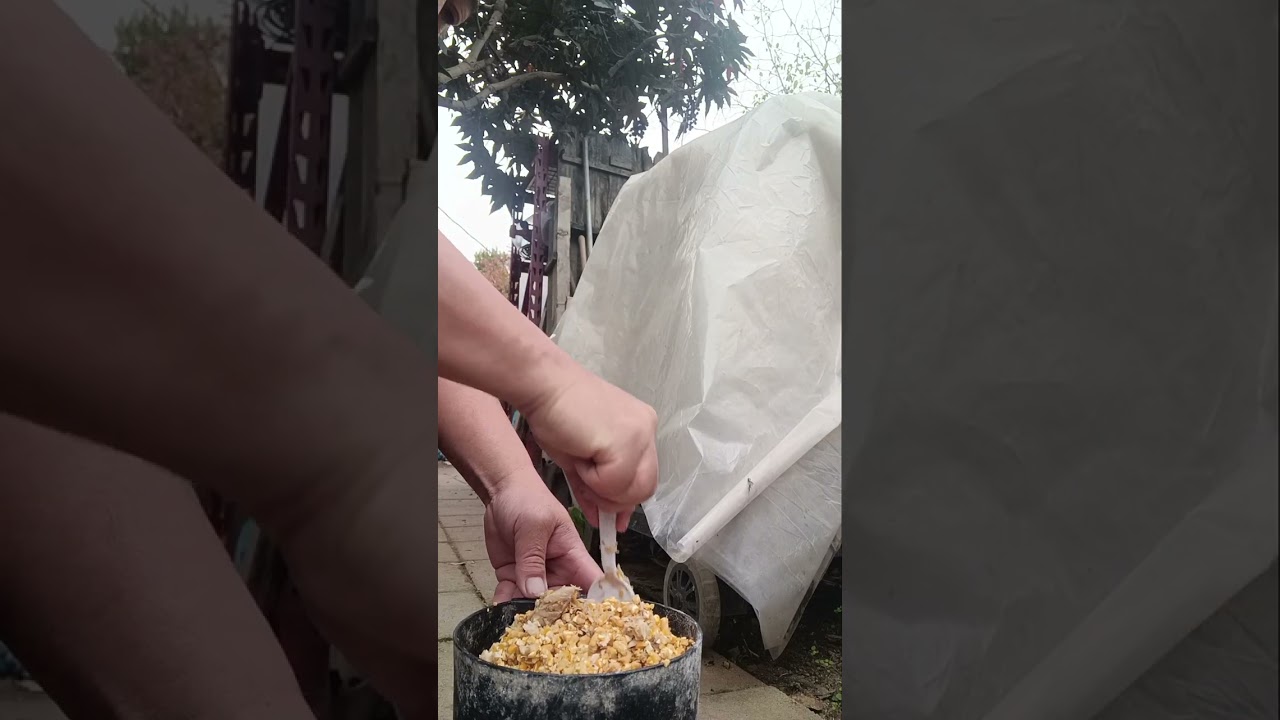 qaib ..feeding vitamins and fish protien 