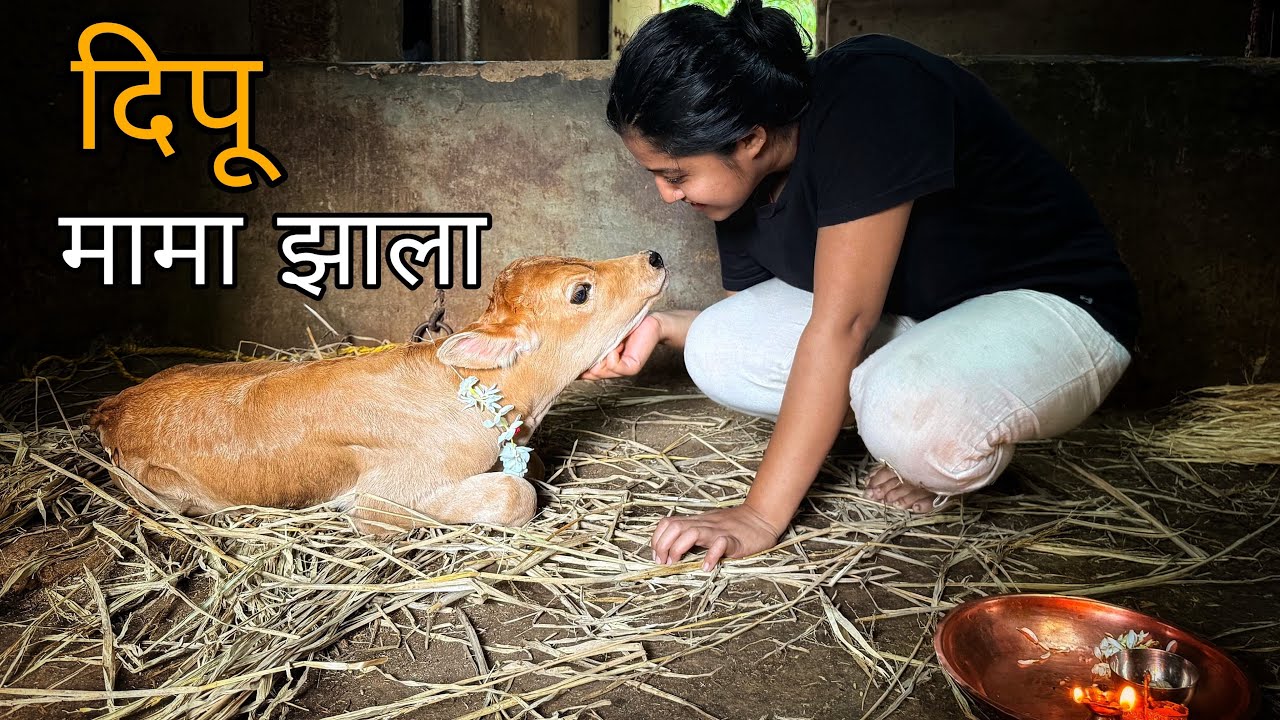 दिपू मामा झाला | गोठ्यातल्या गोष्टी | Dipu | New Calf | Kokan | Village Life