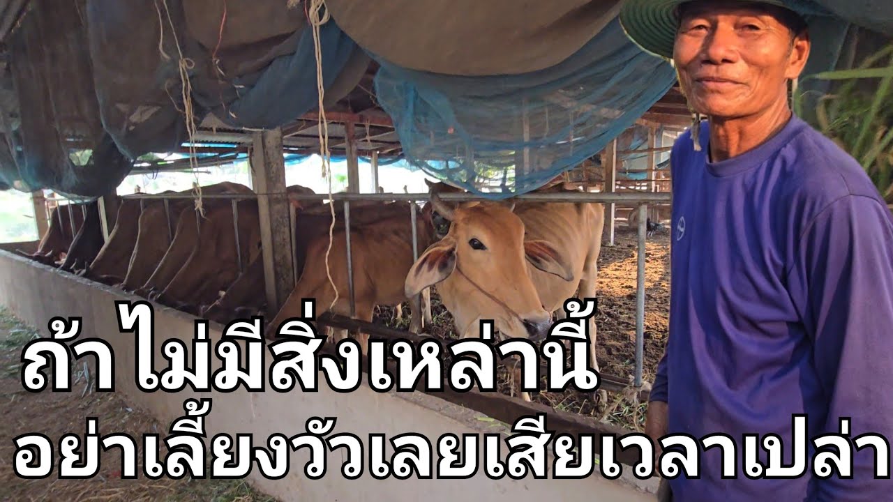 ถ้าไม่มีสิ่งเหล่านี้ก็อย่าเลี้ยงวัวเลยเสียเวลาเปล่าไปทำอย่างอื่นดีกว่า เลี้ยงแล้วขาดทุนเลี้ยงทำไม