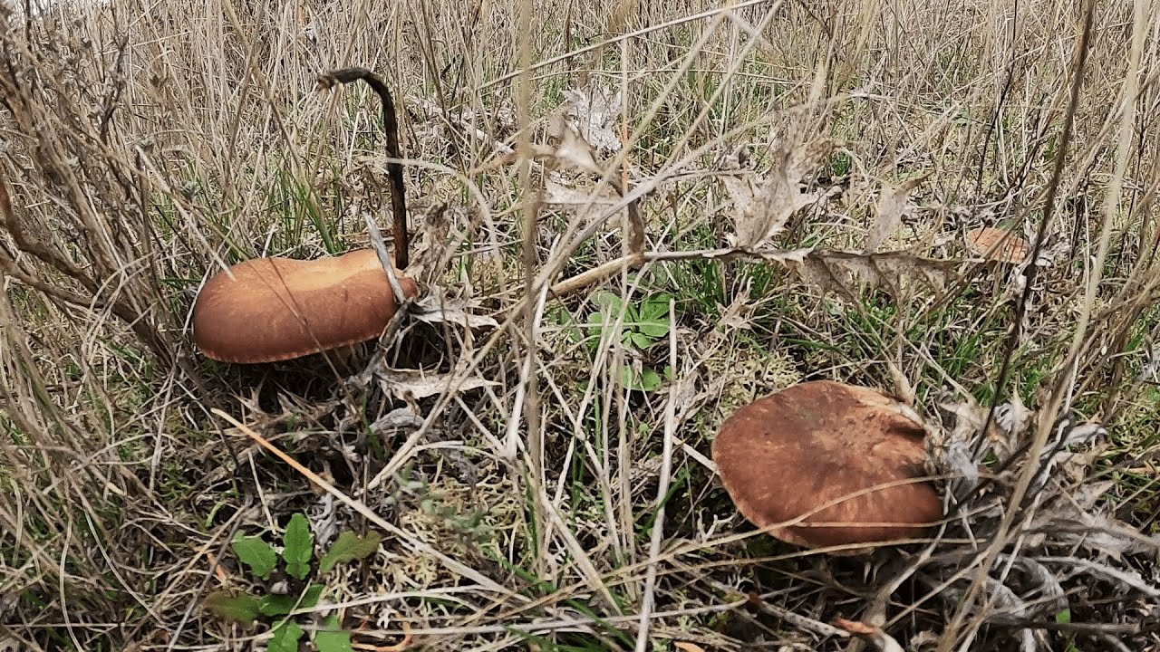 ¡Increíble cosecha! Así encontramos las mejores setas de cardo del bosque 🍄✨”