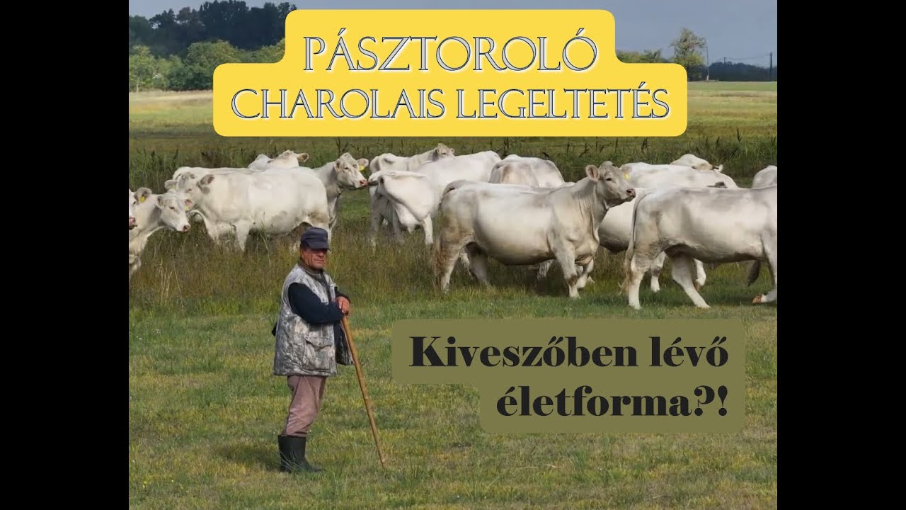 Pásztoroló charolais legeltetés - Kiveszőben lévő életforma?!