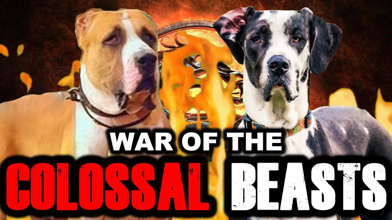 Bully Kutta vs Great Dane | Pakistani Bully vs Great Dane | Battle of the Giants | Billa Boyka |