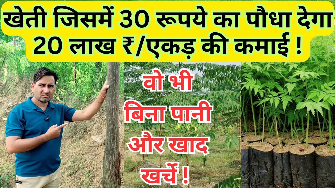 💰🌿 खेती ऐसी की कमाई देख पड़ोसी भी जलते लगेंगे - जानें इस video में 🌾🤑 @KhetiRiTechnic#malabarneem