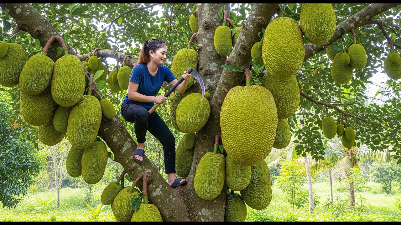 Harvesting 1000+ Big Ripe Jackfruit to Sell at the Market – Climb top of tree pick jackfruits