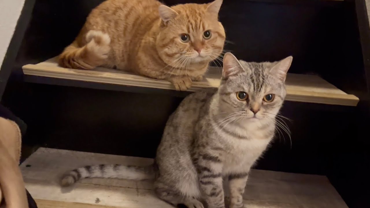 この後、妻の高速裏拳が夫の顔面にクリティカルヒット！【発情中のオス猫の鳴き声】