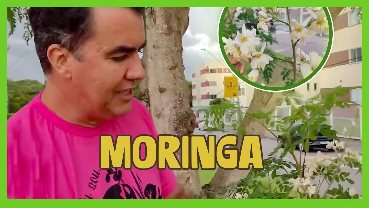COMO USAR MORINGA NA CULINÁRIA: FOLHAS, FLORES E SEMENTES