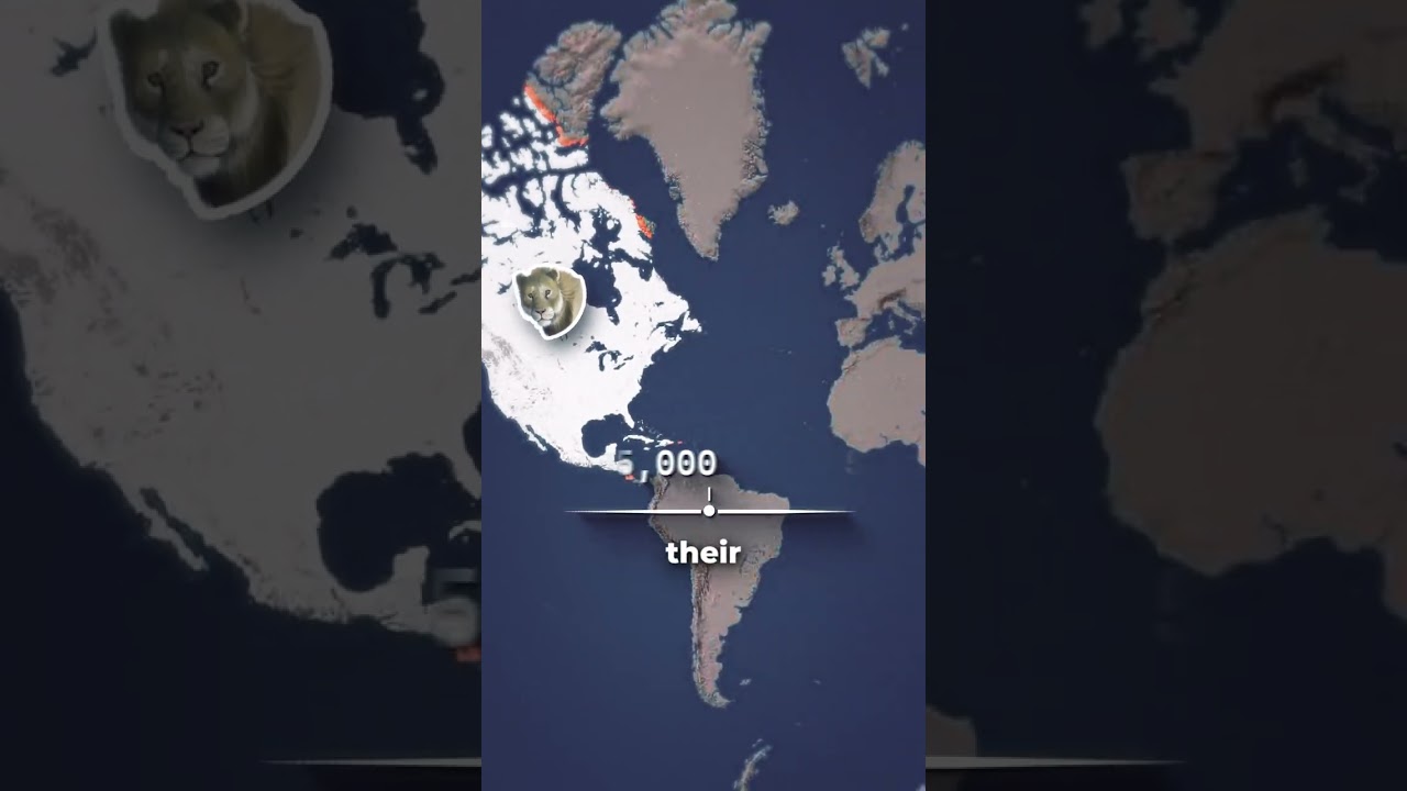 Why Are There Almost No Lions Outside of Africa Today?
