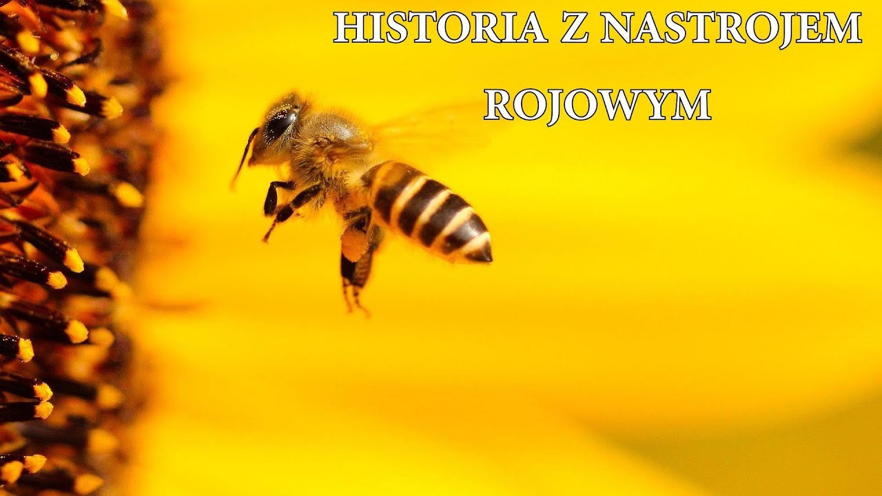 Dziwna historia z nastrojem rojowym pszczół.