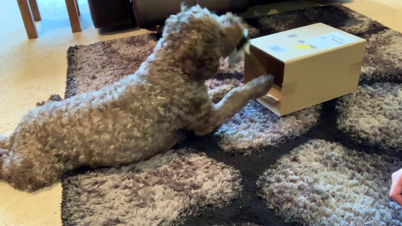 Shaping Game - Crate Rest/Enrichment/High Energy Dogs