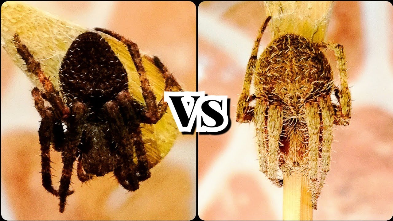 Mga lumang Gagamba pero matindi pa rin lumaban - Damang Best Fight