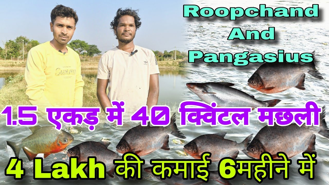 Roopchand And Pangasius Fish Farming # कम जगह में जादा मछली उत्पादन # High Density Fish Farming