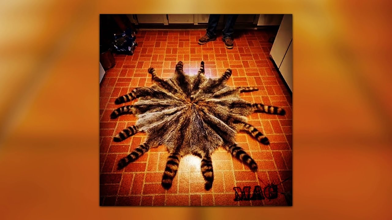 [2024] 9090gate & Mag - Wild One