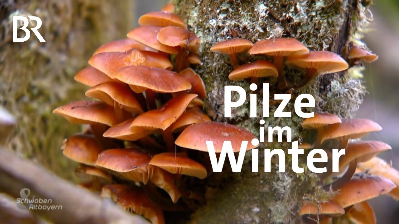 Schwammerljagd im Januar: Winterpilzen auf der Spur | Schwaben & Altbayern | BR