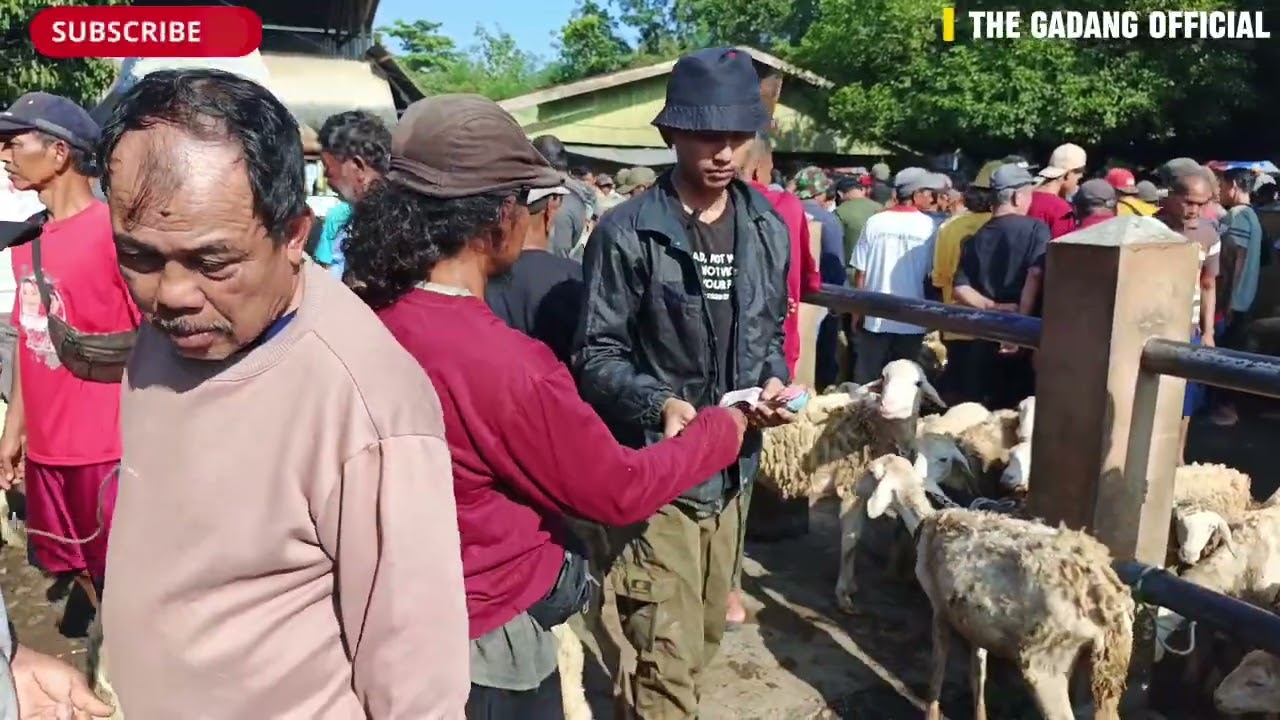 Ternyata harga kambing di pasar mulai merangkak naik secara perlahan