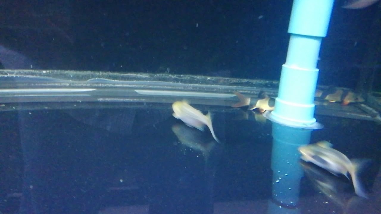 Platinum Black Ear Catfish
