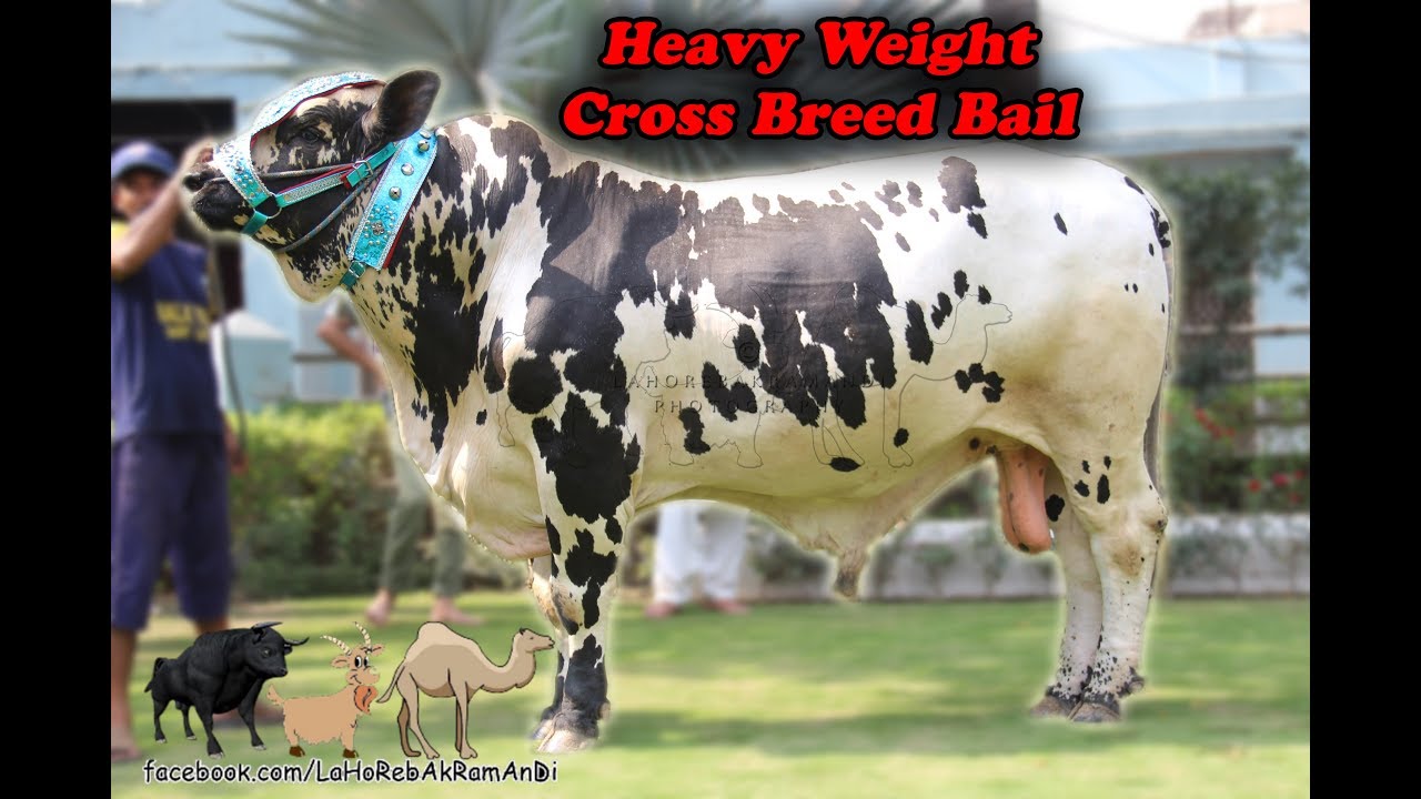 Malik Farm House Heavy Weight Cross Breed Australian Bull - Cheena - LaHore bAkRa mAnDi