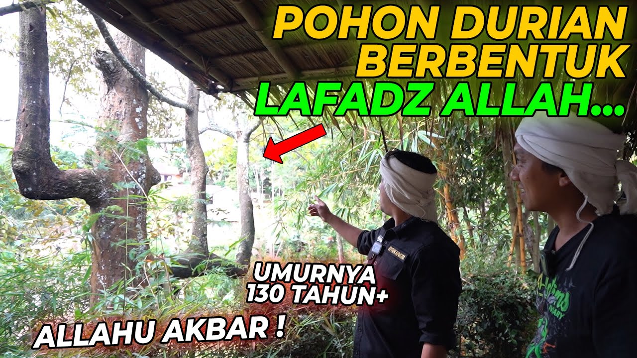 MERINDING...!! POHON DURIAN USIA 130 TAHUN DI HUTAN KANG DODDY BERBENTUK LAFADZ ALLAH !!!