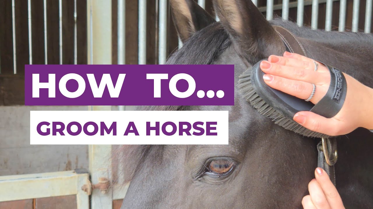 How to Groom Your Horse Quickly Before a Ride - Essential Pre-Ride Routine