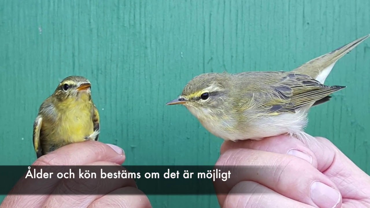En dag på Sandskärs fågelstation