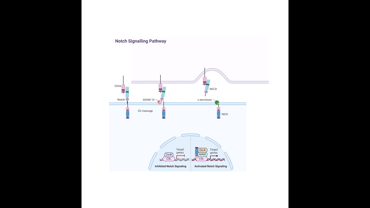 Unraveling the Complexity of the Notch Signaling Pathway_ A Key Player in Development and Disease